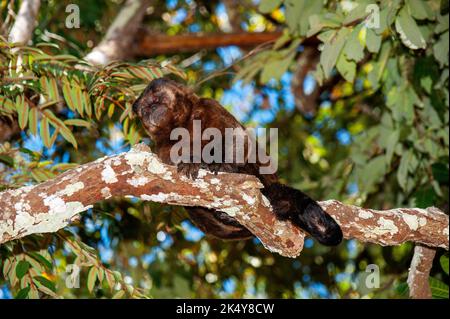 Capuchin Monkey (Cebus libidinosus) est un singe commom au Rio Doce Estate Park, Minas Gerais, Brésil Banque D'Images