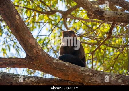 Capuchin Monkey (Cebus libidinosus) est un singe commom au Rio Doce Estate Park, Minas Gerais, Brésil Banque D'Images