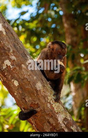 Capuchin Monkey (Cebus libidinosus) est un singe commom au Rio Doce Estate Park, Minas Gerais, Brésil Banque D'Images