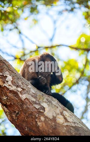 Capuchin Monkey (Cebus libidinosus) est un singe commom au Rio Doce Estate Park, Minas Gerais, Brésil Banque D'Images