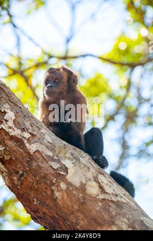 Capuchin Monkey (Cebus libidinosus) est un singe commom au Rio Doce Estate Park, Minas Gerais, Brésil Banque D'Images