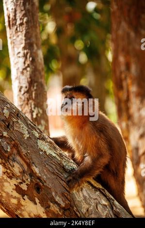 Capuchin Monkey (Cebus libidinosus) est un singe commom au Rio Doce Estate Park, Minas Gerais, Brésil Banque D'Images