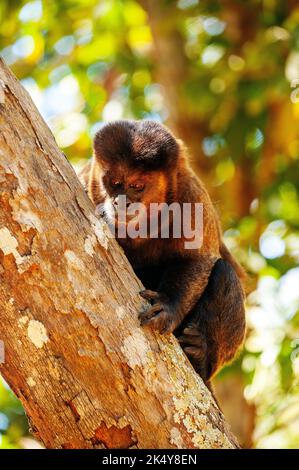 Capuchin Monkey (Cebus libidinosus) est un singe commom au Rio Doce Estate Park, Minas Gerais, Brésil Banque D'Images