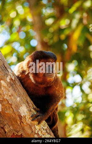 Capuchin Monkey (Cebus libidinosus) est un singe commom au Rio Doce Estate Park, Minas Gerais, Brésil Banque D'Images