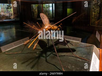 American Museum of Natural History à Manhattan, New York Banque D'Images