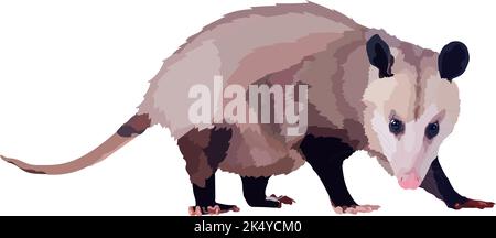 Illustration réaliste du vecteur opossum nord-américain animal sauvage Illustration de Vecteur