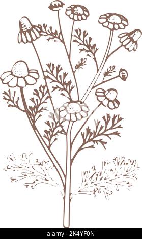 Dessin botanique de camomille. Herbe médicale. Plante naturelle Illustration de Vecteur