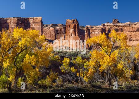 Arbres de Cottonwood le long de Courthouse Wash en automne, Parc national d'Arches, Utah Banque D'Images