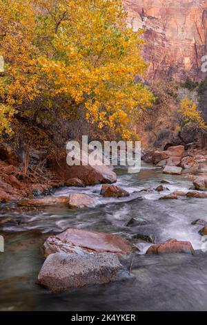 Fremont Cottonwoods le long de la rivière Virgin en automne, parc national de Zion, Utah Banque D'Images