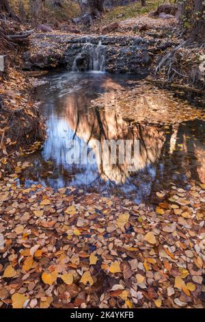 Falaises se reflétant dans une piscine avec des feuilles de bois de coton en automne, parc national de Zion, Utah Banque D'Images