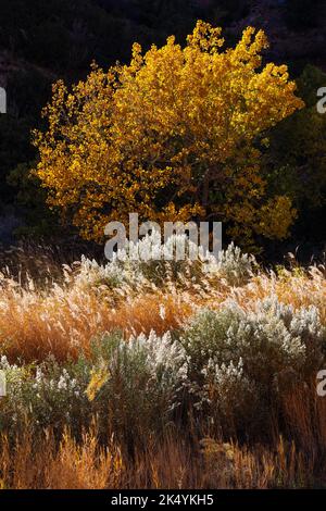 Arbre rétroéclairé et herbes le long de Pine Creek en automne, route Zion-Mount Carmel, Zion Canyon, parc national de Zion, Utah Banque D'Images