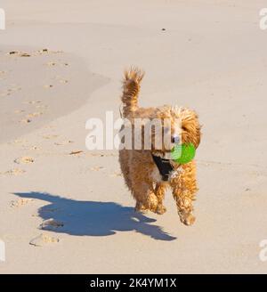 Chien de Cavoodell courant sur une plage avec une boule bleue dans sa bouche. Banque D'Images
