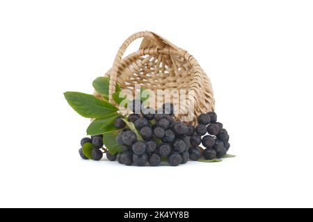 Aronia, communément connu sous le nom de baie de chocolat, avec des feuilles. Baies d'aronia fraîchement cueillies sur fond blanc. Baies d'aronia noires Banque D'Images