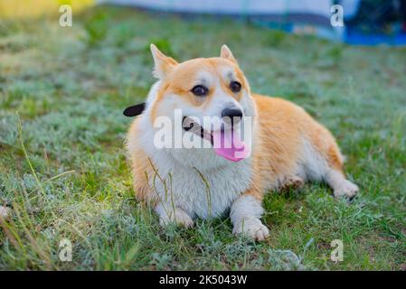 un chien royal de corgi se trouve sur l'herbe Banque D'Images
