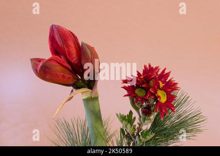 Amaryllis als Blumeneko im Frühjahr Banque D'Images