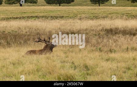 Gros plan d'un cerf rouge stag assis, reposant après la rut Banque D'Images