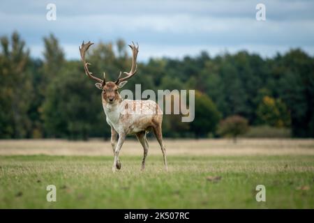 Un portrait en gros plan d'un buck de cerf en jachère, dans un champ avec un arrière-plan naturel et regarde la caméra Banque D'Images