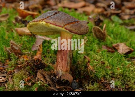 Bolete de hêtre amer, calopetus calopus, bolete à tige écartée, calopus de Boletus, Banque D'Images