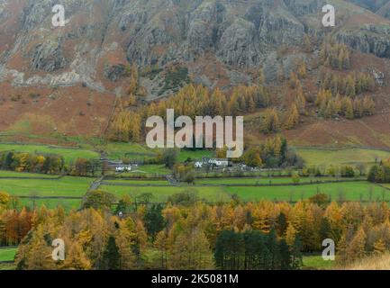 Automne à Upper Langdale, vue sur l'hôtel Old Dungeon Ghyll, avec des larches au-delà. Lake District National Park, Cumbria. Banque D'Images