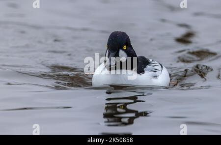 Mâle oeil d'or commun, Bucephala clangula, sur le lac au début de l'hiver. Banque D'Images