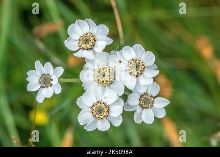 Sneezewort, Achillea ptarmica, en fleur dans un ancien pâturage, à la fin de l'été. Banque D'Images