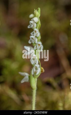 Les tresses de lady rampant, Goodyera repens, en fleur à la fin de l'été dans l'ancienne forêt de pins calédoniens. Banque D'Images