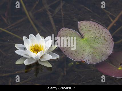 Nénuphars blancs, Nymphaea alba, en fleur dans le lac acide des hautes terres, en Écosse. Banque D'Images