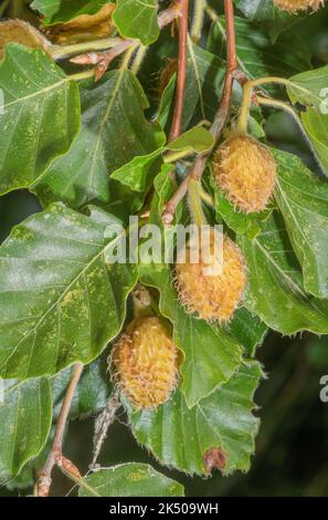 Mât de hêtre, maturation de Fagus sylvatica à la fin de l'été. Banque D'Images