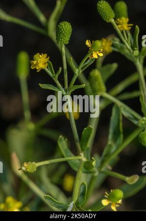 Ranunculus sceleratus, en forme de fleur et de fruit dans un marais côtier saumâtre. Banque D'Images