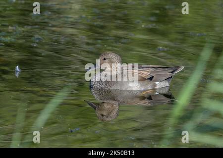Mâle Gadwall, Mareca strespera, sur le lac, fin de l'été. Banque D'Images