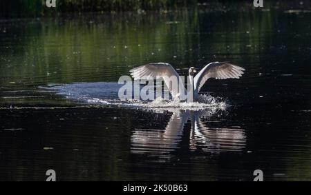 Muet cygne, Cygnus olor, arrivant à terre sur le lac, Somerset niveaux. Banque D'Images