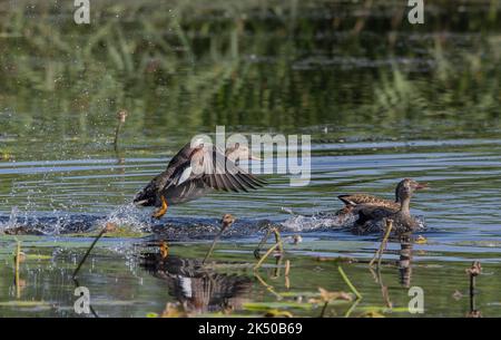 Groupe de Gadwall, Mareca strepera, montrant une activité précoce en cour. Somerset. Banque D'Images