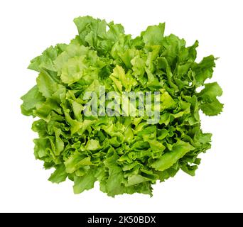 Escamole à feuilles larges, isolée du dessus, sur fond blanc. Cichorium endivia var latifolia frais. Légume de feuille. Banque D'Images