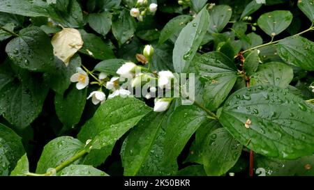 Une branche humide de jasmin après la pluie dans le parc Banque D'Images