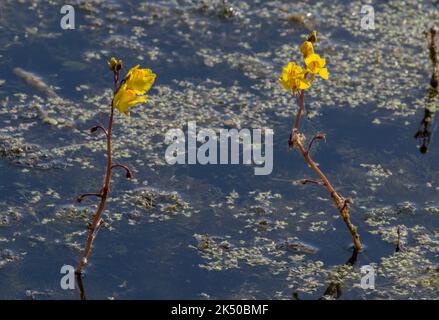 Plus grand bladdermoût, Utricularia vulgaris, en fleur dans le lac aux niveaux de Somerset. Banque D'Images