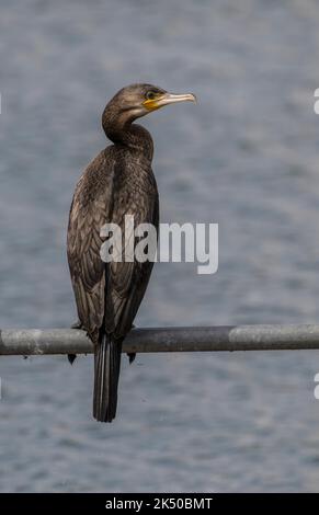 Cormorant commun adulte, Phalacrocorax carbo, perché sur une rampe. Banque D'Images