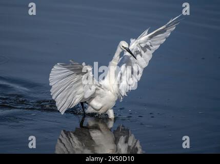 Petit aigrette, Egretta garzetta, se nourrissant dans un lagon côtier peu profond un matin calme. Dorset. Banque D'Images