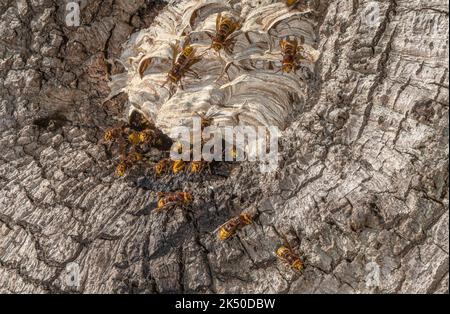 Activité autour du nid de hornet européen, Vespa crabro, dans la cavité d'un vieux chêne. Dorset, automne. Banque D'Images