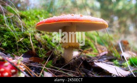 Tabouret, flou et rêveur, dans l'herbe de la forêt. Champignon toxique. Chapeau rouge avec taches blanches. Gros plan de la nature en forêt Banque D'Images