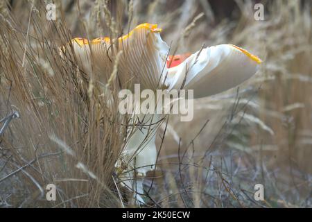 Tabouret, flou et rêveur, dans l'herbe de la forêt. Champignon toxique. Chapeau rouge avec taches blanches. Gros plan de la nature en forêt Banque D'Images