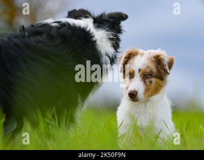 Sieversdorf, Allemagne. 02nd octobre 2022. Un Border Collie (l) et un chiot de 12 semaines de la race du Berger australien. Credit: Patrick Pleul/dpa/Alay Live News Banque D'Images