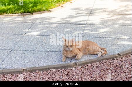 Jeune chat beige mignon avec les yeux verts allongé sur le trottoir détendu sous l'ombre d'un arbre à l'extérieur Banque D'Images