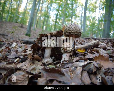 Gros plan des champignons de la forêt au lever du soleil le matin Banque D'Images