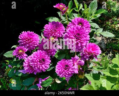 Variété Dahlia variabilis décorative DaLina Maxi Morelia dans le jardin. Beaucoup de fleurs roses dans le Bush sous-dimensionné, gros plan. Délicates fleurs d'automne, beaut Banque D'Images