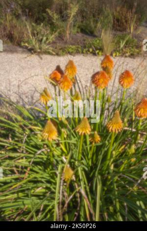 Vieillissement, ère numérique, qualité supérieure, accrocheur, se démarquer, Image de trou d'épingle haute résolution de Kniphofia, tritoma, poker chaud rouge de près Banque D'Images