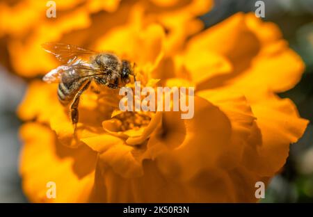 Photographie macro d'une abeille se nourrissant d'une fleur d'orange. Banque D'Images