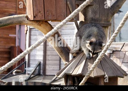 Un gros plan d'un raton laveur montant un petit treehouse dans le zoo Banque D'Images