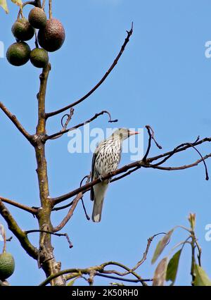 Oriole australienne à dos d'olive, oriolus saggitarus, perchée sur une branche d'avocat (persea americana) dans le verger du Queensland. Printemps, ciel bleu. Banque D'Images