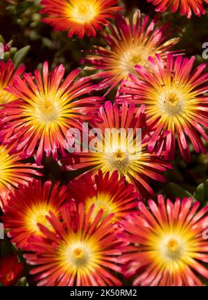 Fleurs orange vif et jaune de glace, merveille orange, (delosperma nubigneum). Faible couvert dans un jardin privé dans le Queensland, en Australie. Banque D'Images