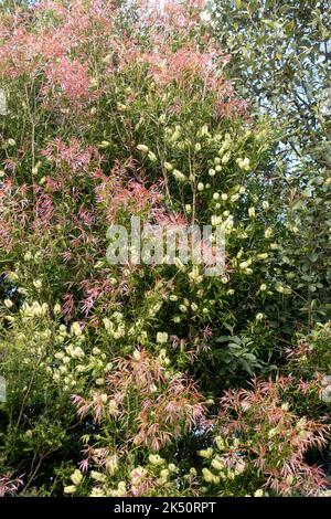 Brush blanc australien, Callistemon salignus, au printemps. Fleurs blanches et nouvelles feuilles roses, feuilles vertes plus anciennes. Jardin du Queensland. Banque D'Images